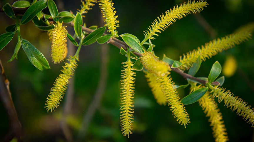 Sauce llorón - Vista principal